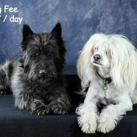 New Big Butterfly - 2024 - Free Parking - Special Offer Κόπερ