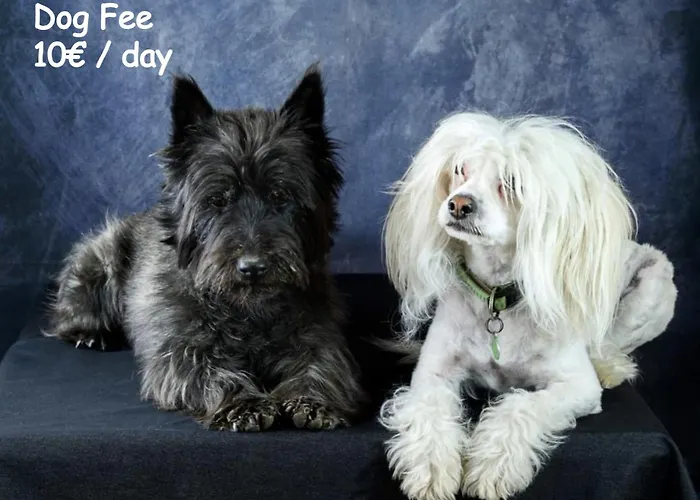 New Big Butterfly - 2024 - Free Parking - Special Offer Koper